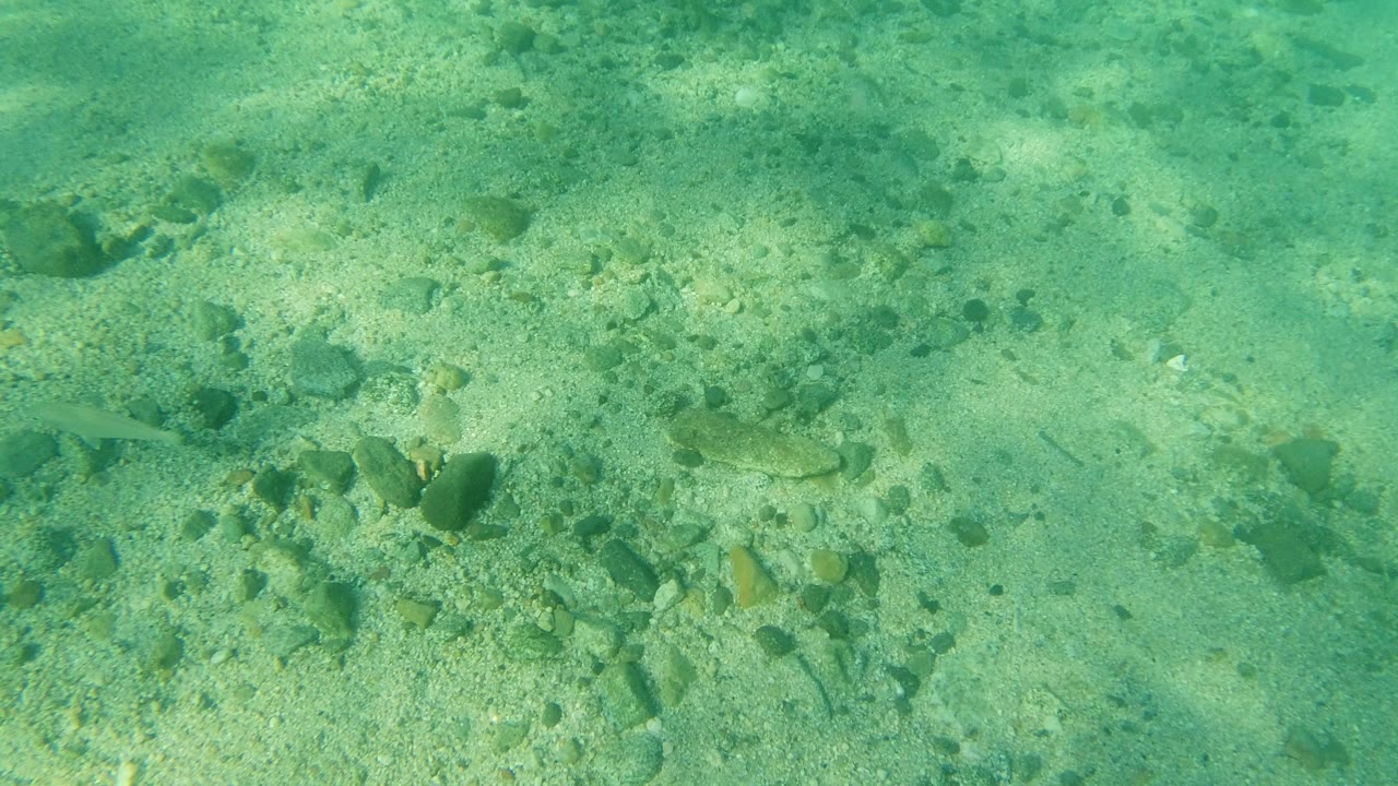A shallow underwater frame in Los Cabos, Mexico, with green-blue water, pale sand, scattered stones, and no visible people.