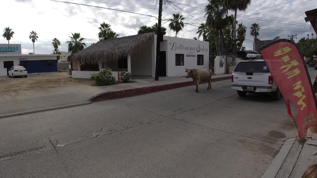 Cow standing in the road near a white storefront and parked pickup.