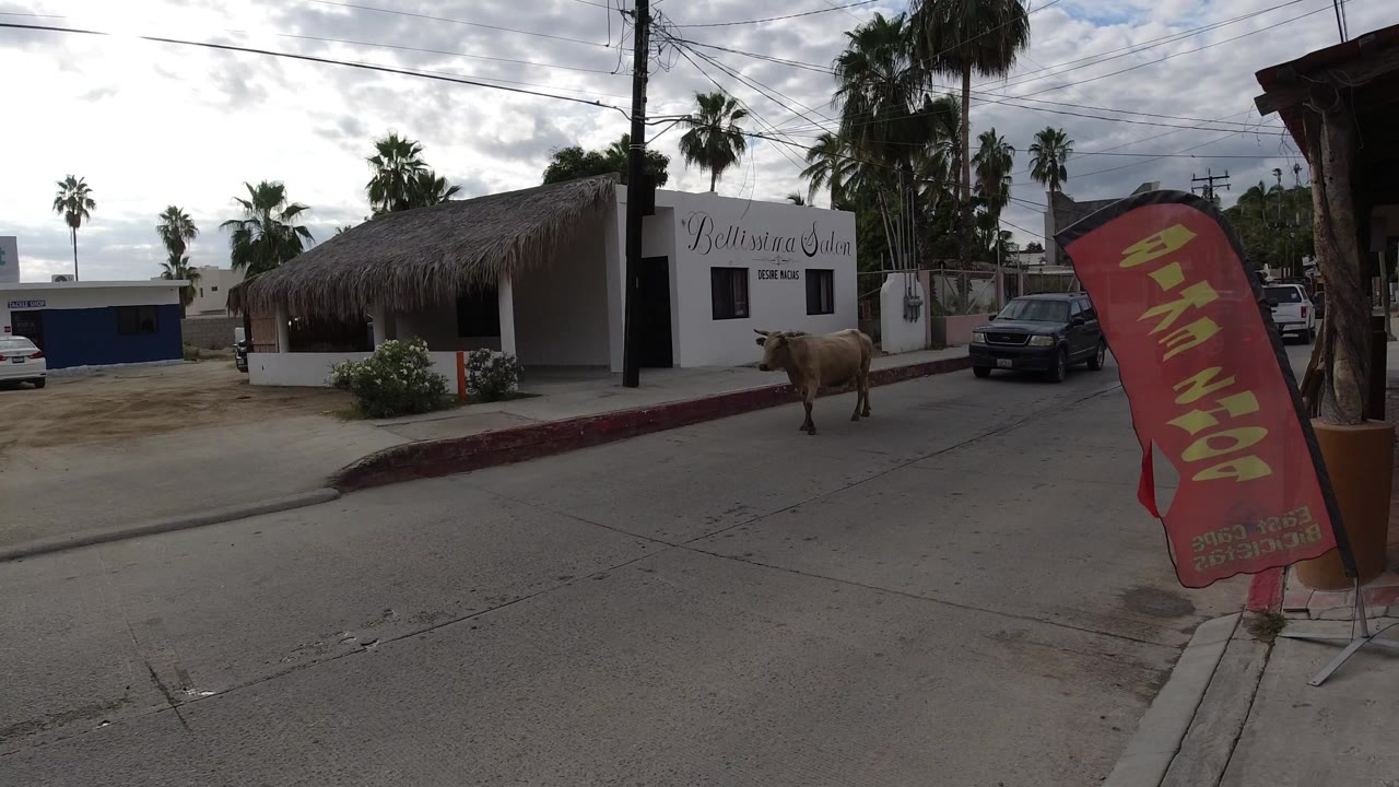 At 0:00, a brown cow-like animal stands near the curb on a Los Cabos street, with a white building, thatched roof, palm trees, overhead wires, and no visible people.