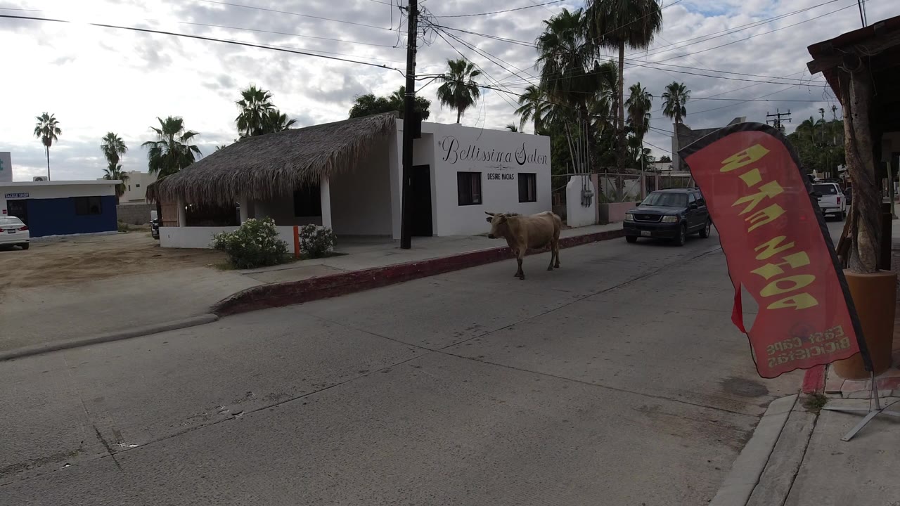 At 0:01, the animal remains beside the curb in Los Cabos while a dark SUV is visible behind it near the white storefronts, with no visible people.