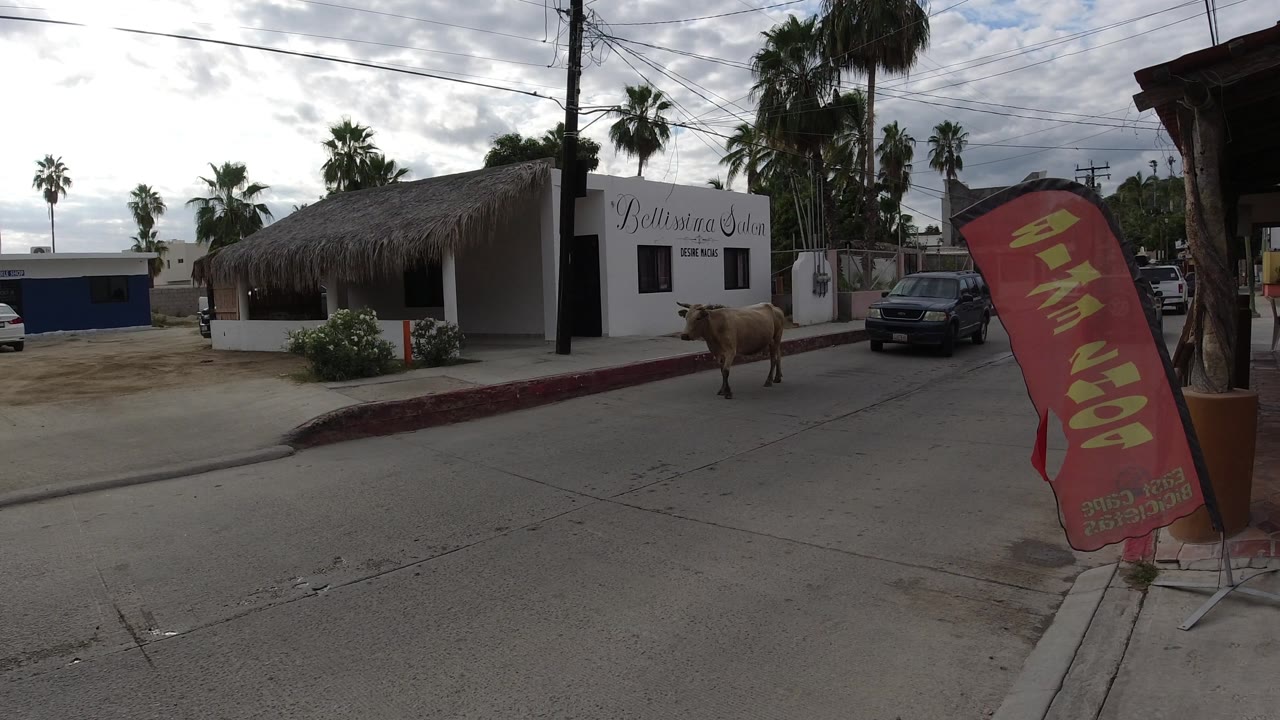 Brown animal beside the curb with a dark SUV closer on the roadway.