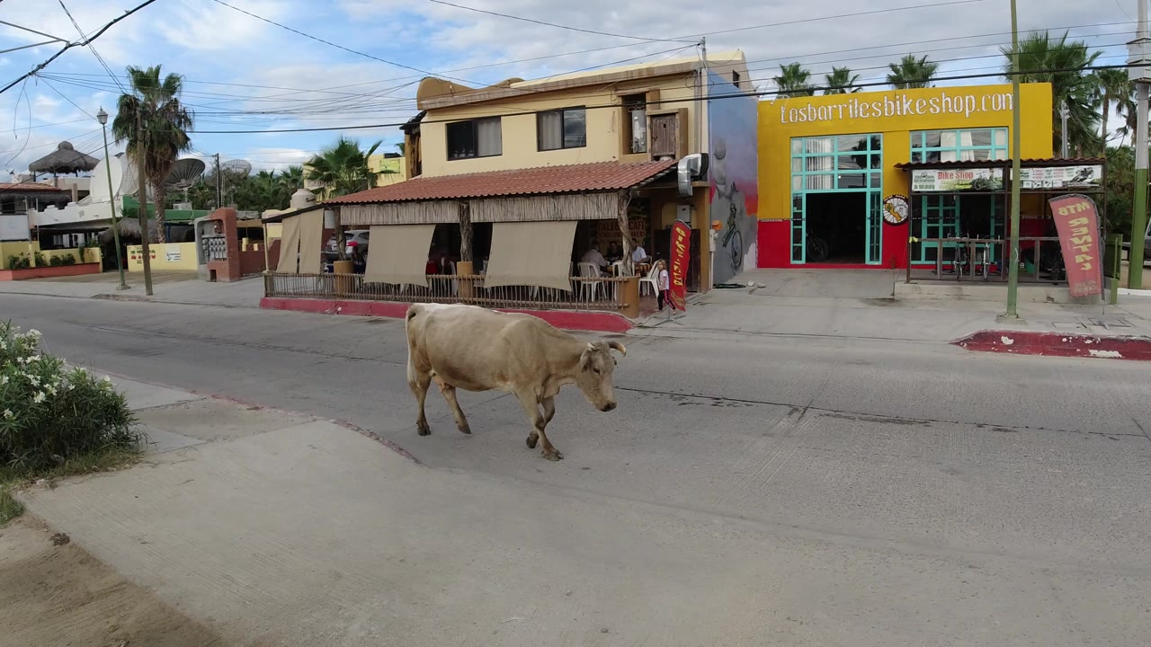 Thin cow walking on a paved road beside small roadside shops.