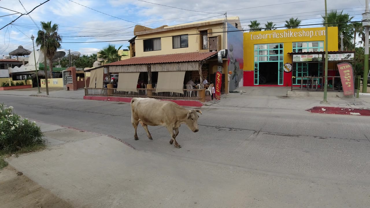 The cow moves farther along the paved road in Los Cabos, Mexico, passing a storefront with bright yellow walls, red trim, patio awnings, and no recognizable people visible.