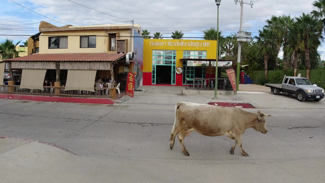 Cow walking past storefronts and a parked pickup on a street.