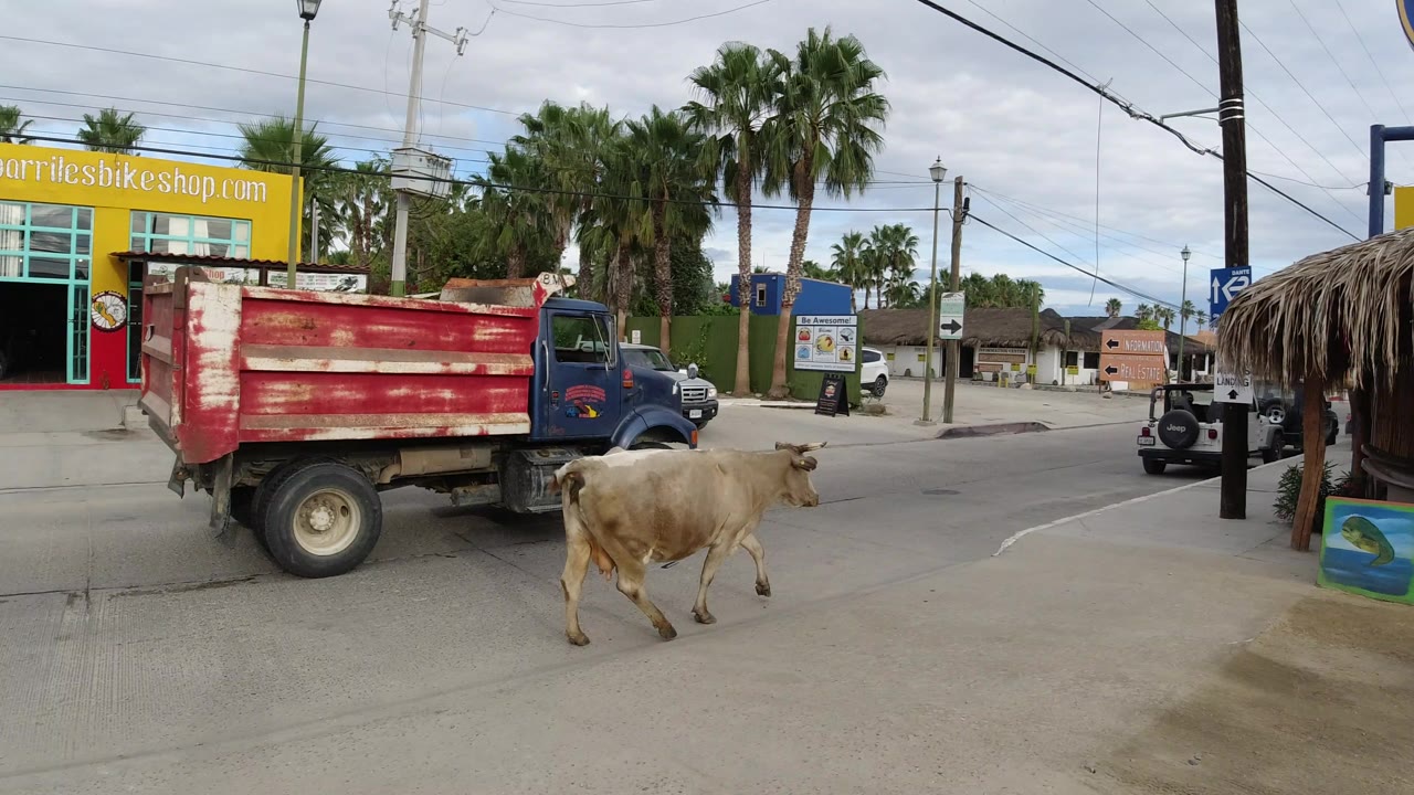 The bull continues along the Los Cabos roadway near a red dump truck, a bike shop storefront, palm trees, utility poles, and no visible people.