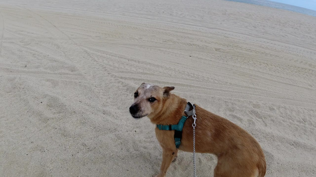 Tan dog in a teal harness stands near the lower center of a sandy Los Cabos beach frame, with a leash visible and no visible people.
