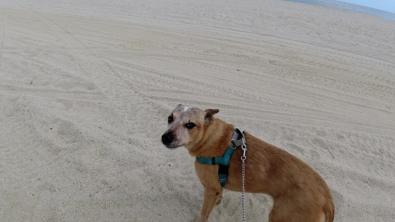 The tan dog remains close in frame on Los Cabos beach sand, angled left with harness and leash visible and no visible people.