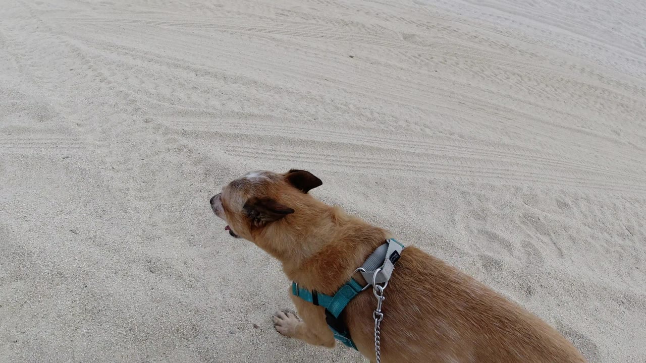 Dog turning right on sandy beach