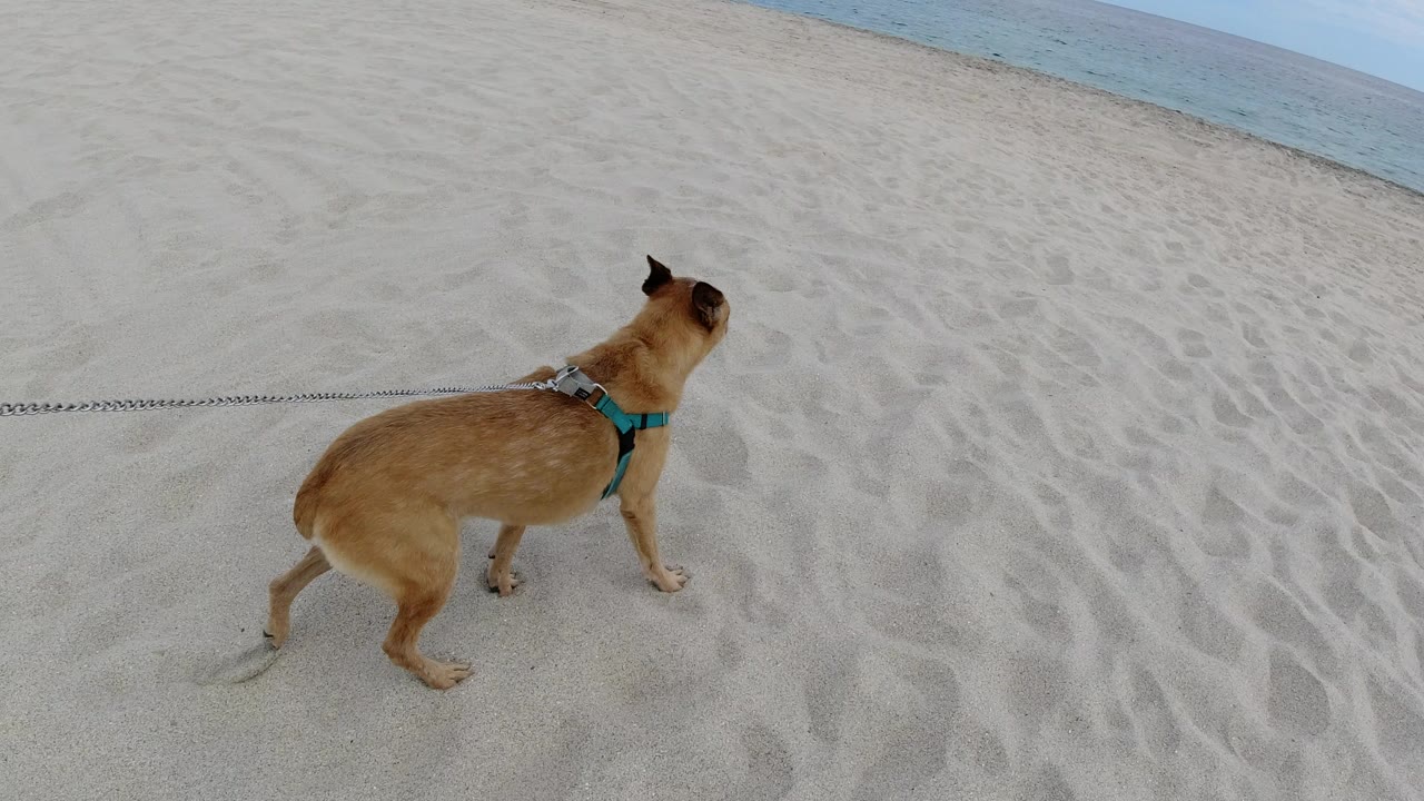 Tan dog in teal harness walking on pale beach sand near blue water.