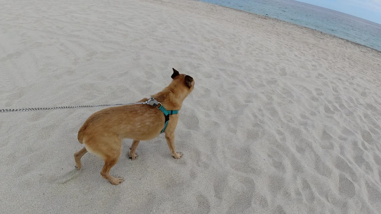 The dog continues along the Los Cabos beach, angled slightly away from the camera as the leash stretches in from the left and the ocean remains along the upper edge, with no visible people.