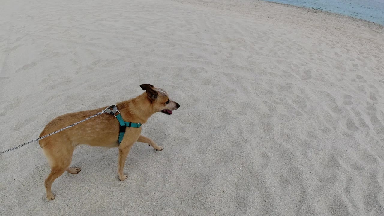 Tan dog panting while walking on open beach sand.