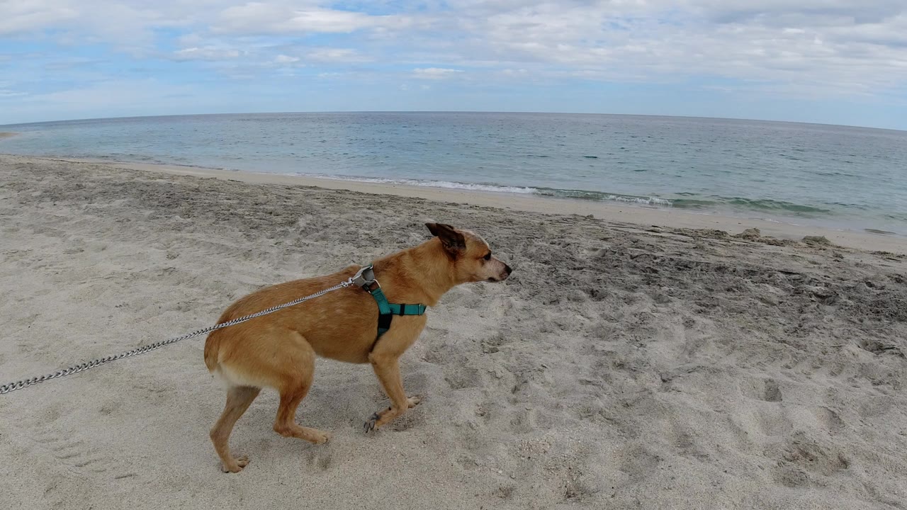 A tan dog in a green harness walks across pale sand beside the Los Cabos shoreline, with calm ocean water and no visible people.