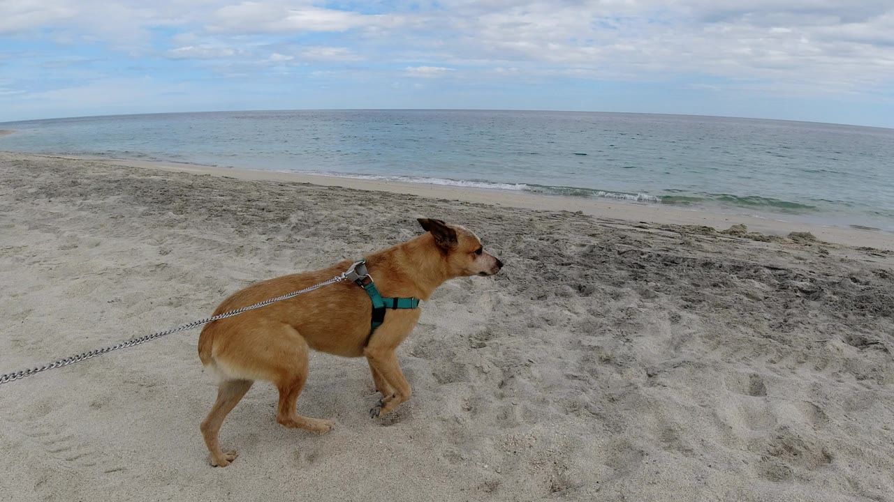 The dog continues along the Los Cabos beach in profile, with its leash stretching out of frame and a thin line of surf behind it, no visible people.