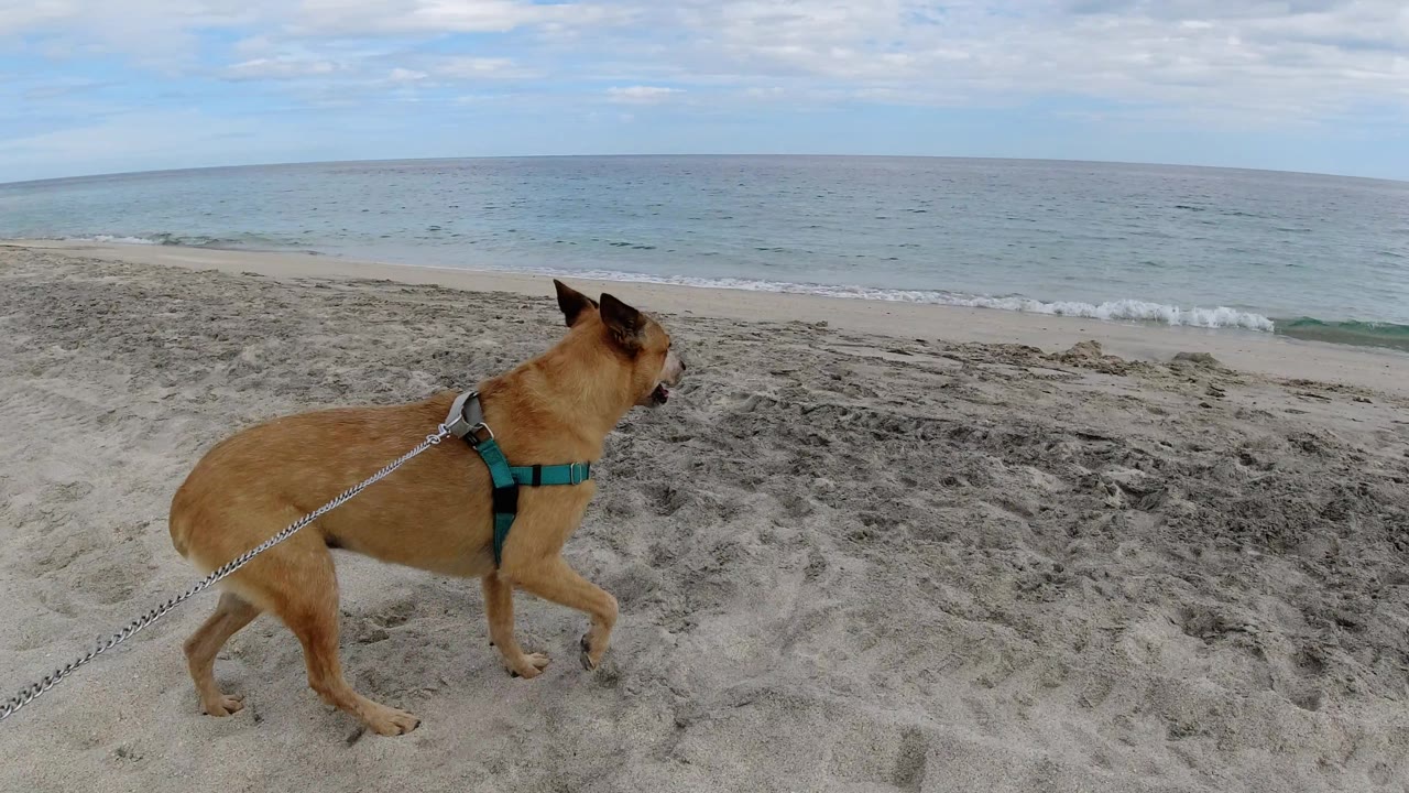 Dog in green harness walking near beach marks and low surf.