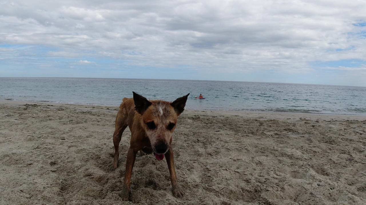 Tan dog standing on sandy beach near the ocean.