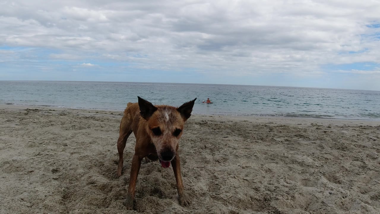 The dog remains near the foreground on the Los Cabos sand while the ocean horizon and broken cloud cover fill the background, with no visible people.