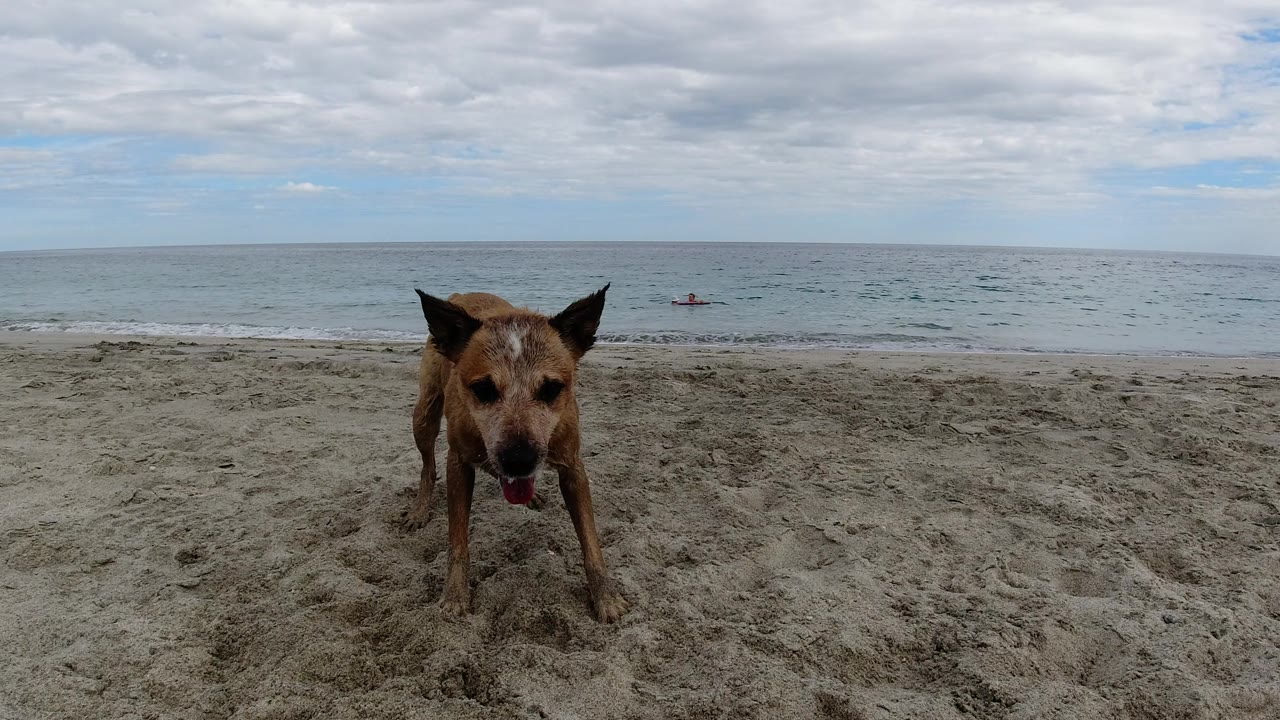 A tan dog stands close to the camera on a sandy Los Cabos beach, with low ocean waves and cloudy sky behind it, no visible people.