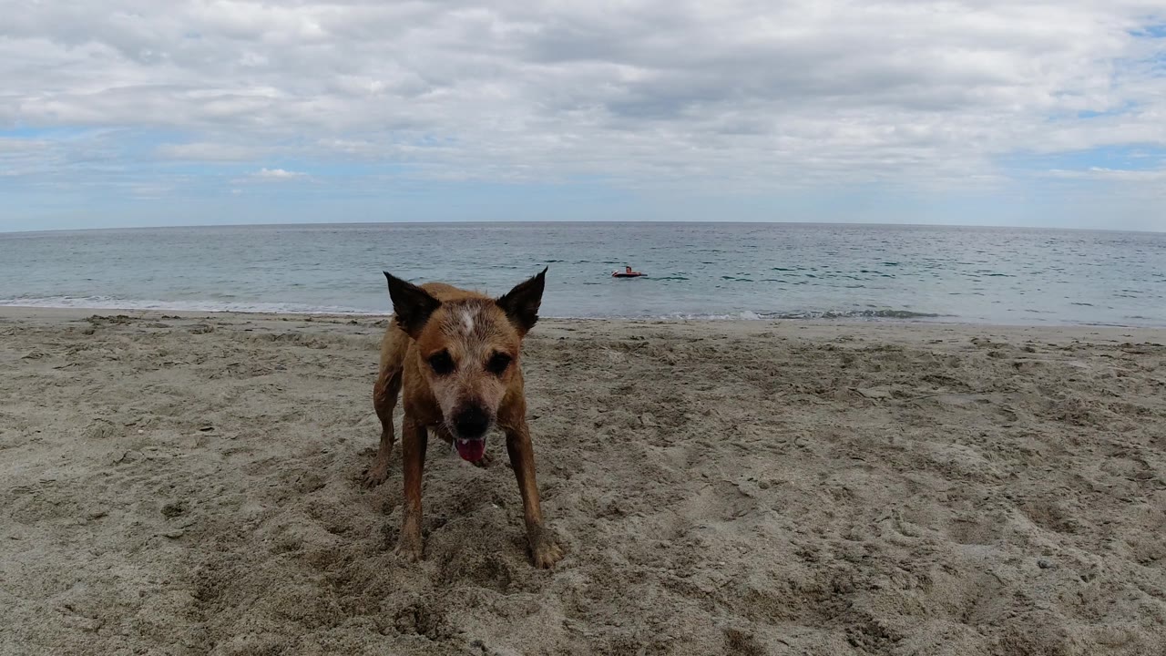 Dog close to camera on beach with waves and cloudy sky behind.
