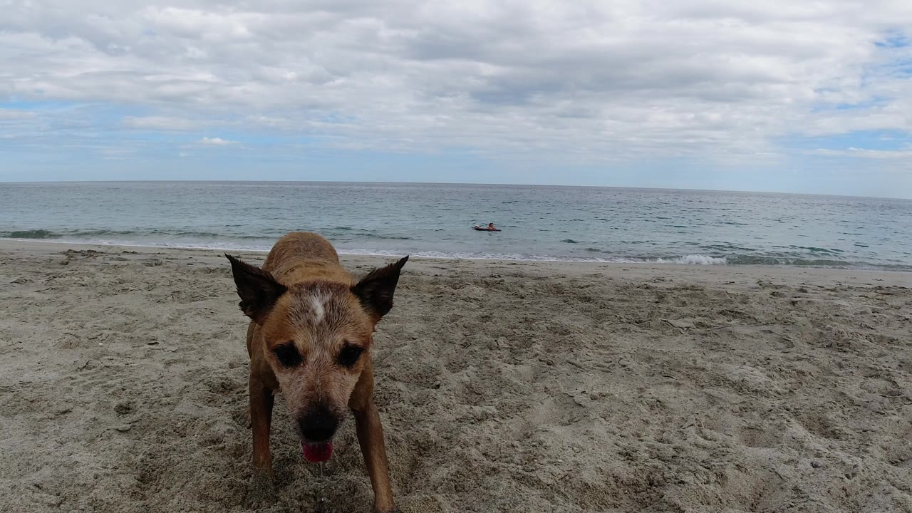 Tan dog close to the camera on a sandy beach with ocean behind.