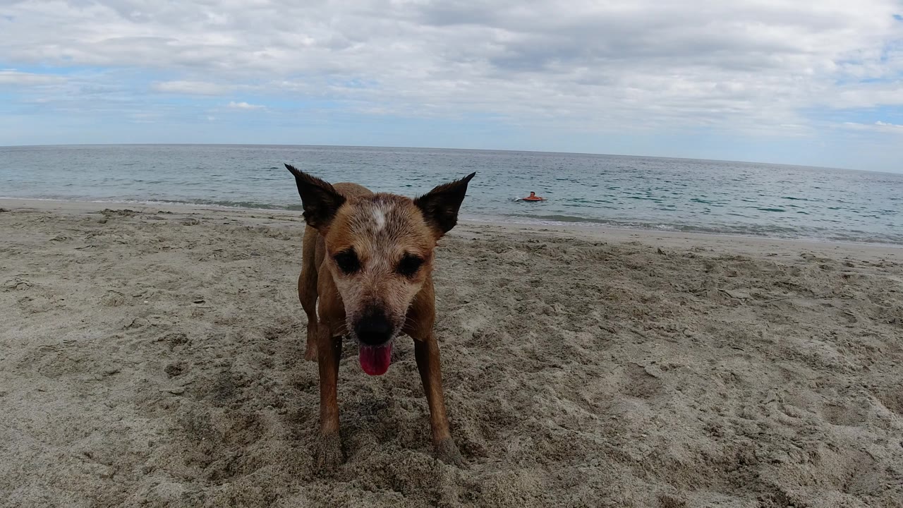 Tan dog faces the camera on a sandy Los Cabos beach with gray-blue ocean, cloudy sky, and no visible people.
