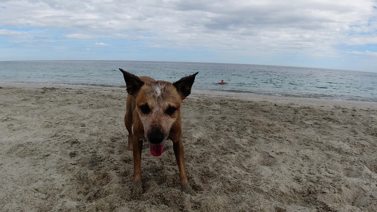The dog remains near the camera on the Los Cabos shoreline, standing on pale sand with low surf and no visible people.