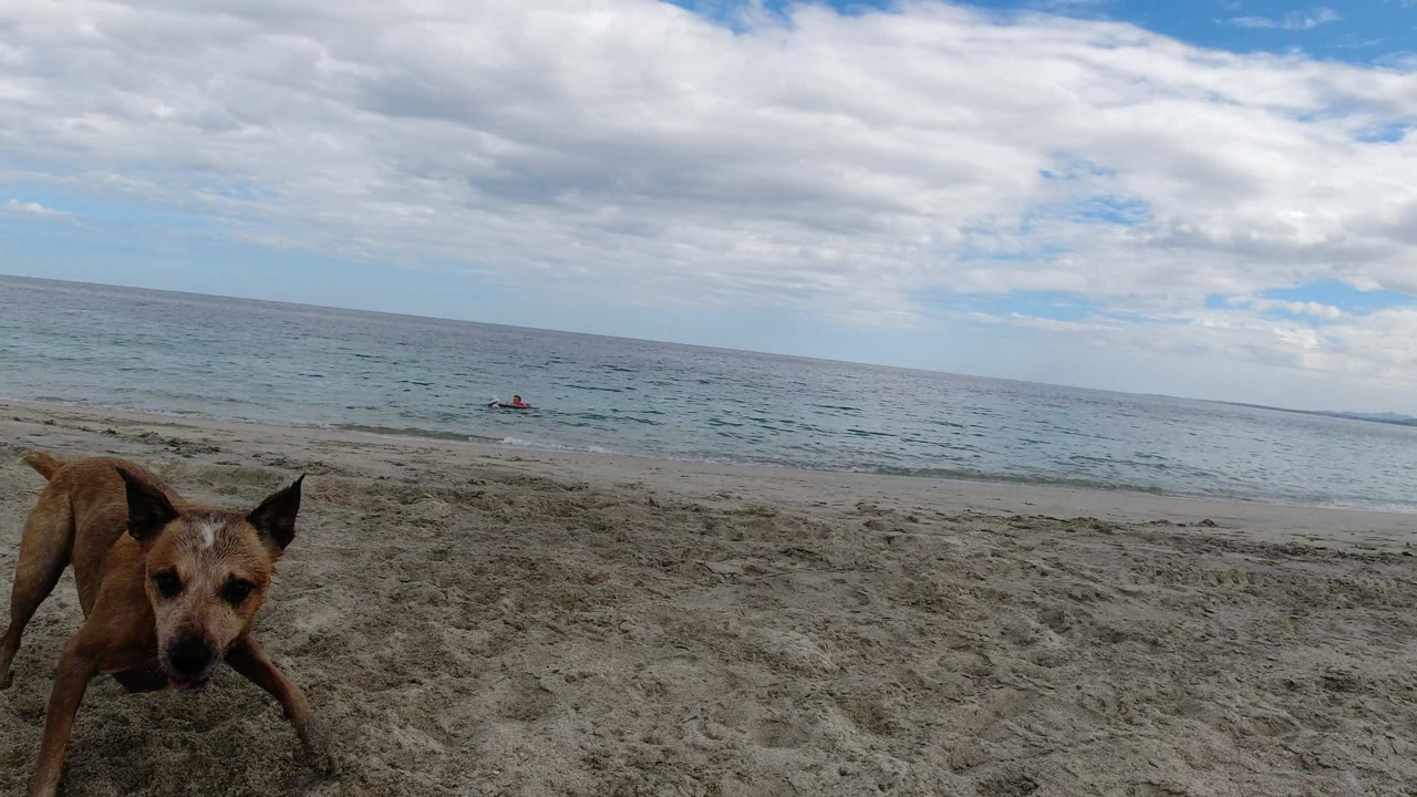 Dog moving at the right edge of a sandy beach scene.