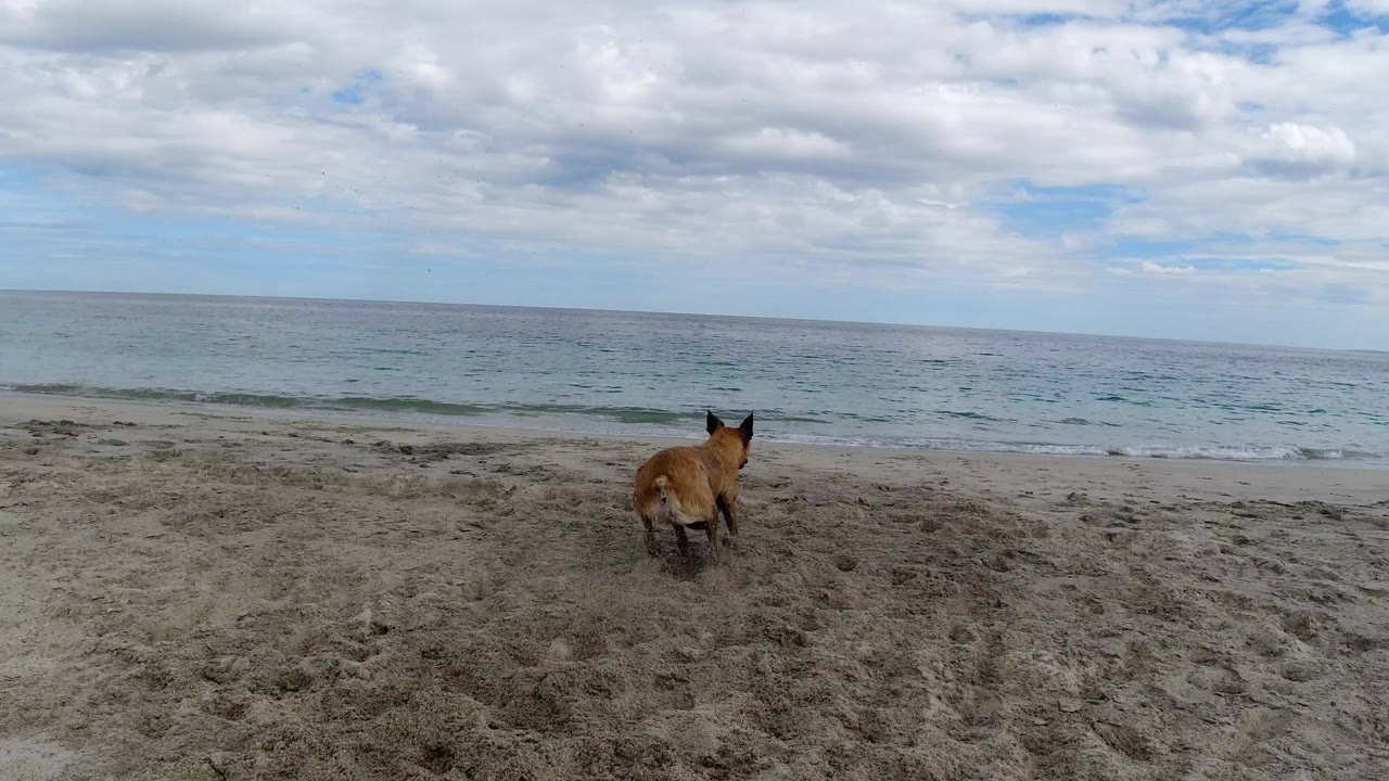 Brown dog runs away from camera across a sandy Los Cabos beach toward small ocean waves under a cloudy sky, with no visible people.