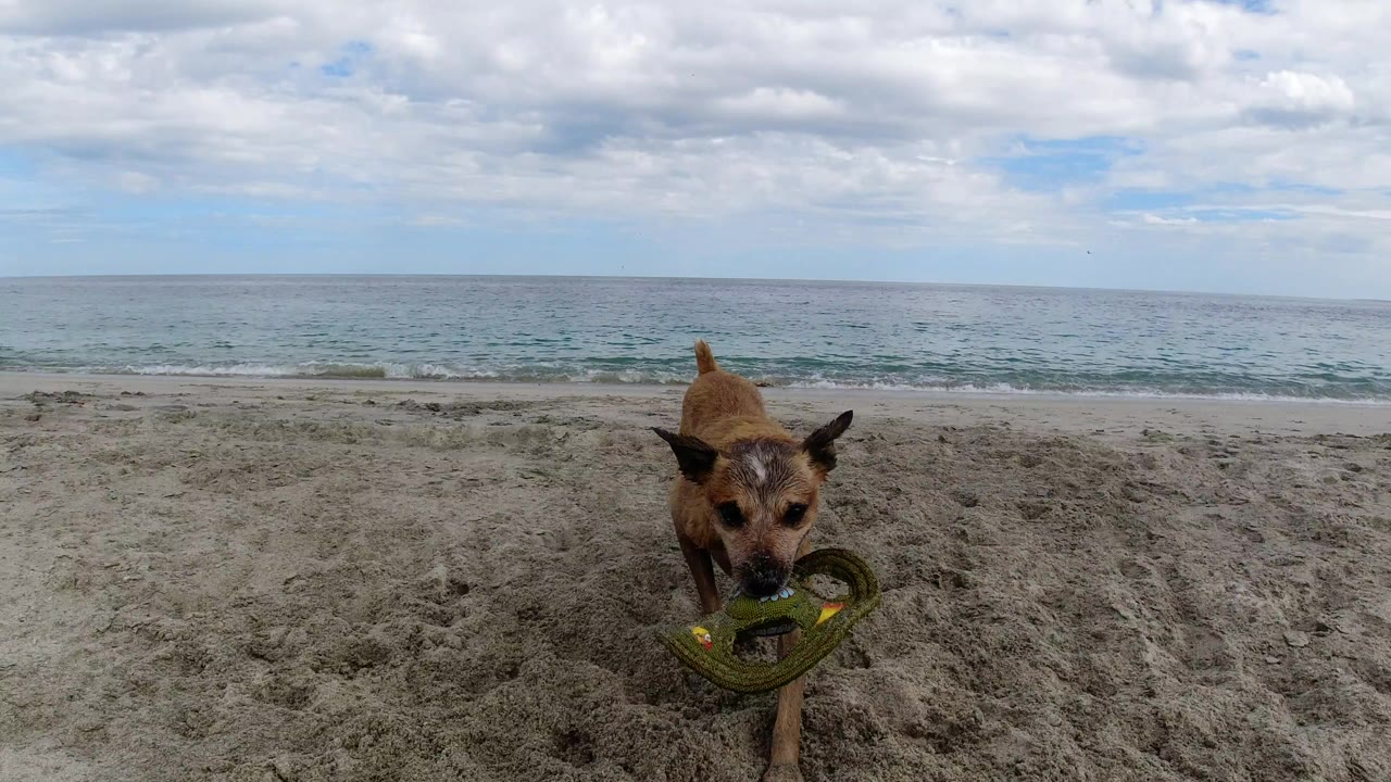 Tan dog on a sandy beach holding a green toy near the ocean.