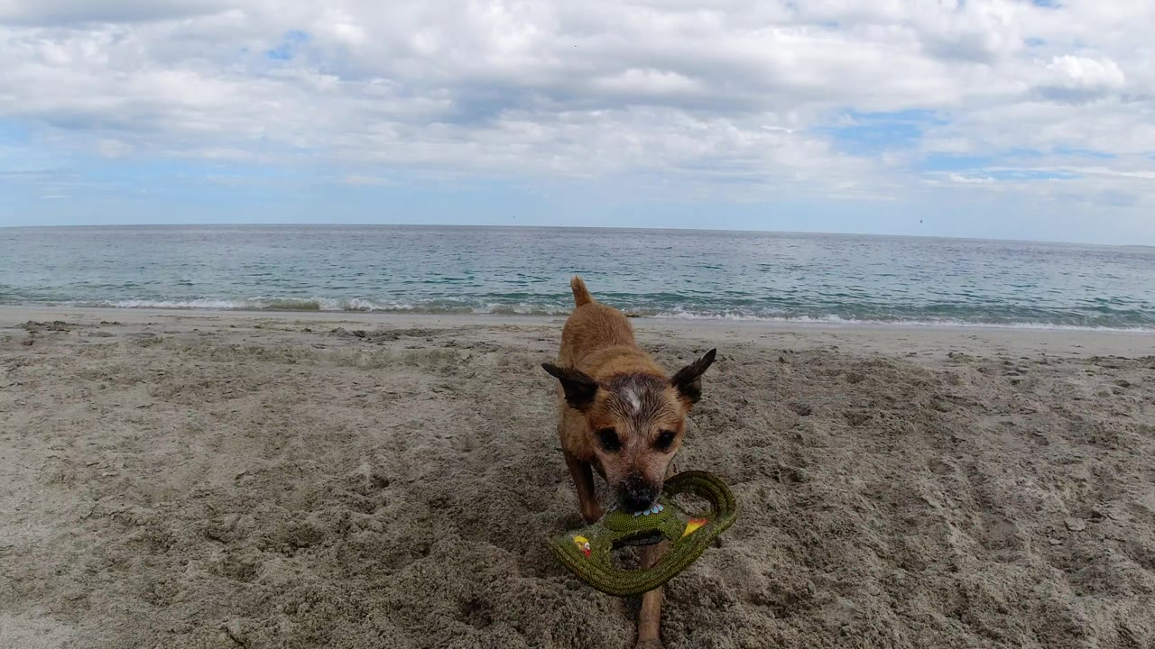 The dog remains centered on the Los Cabos beach with the green toy held low, small waves behind it, and a cloudy horizon line across the frame, with no visible people.