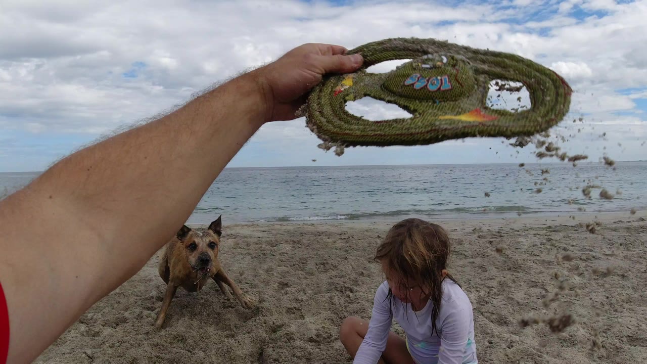 Hand holding a rope disc above a beach with a dog and child nearby.