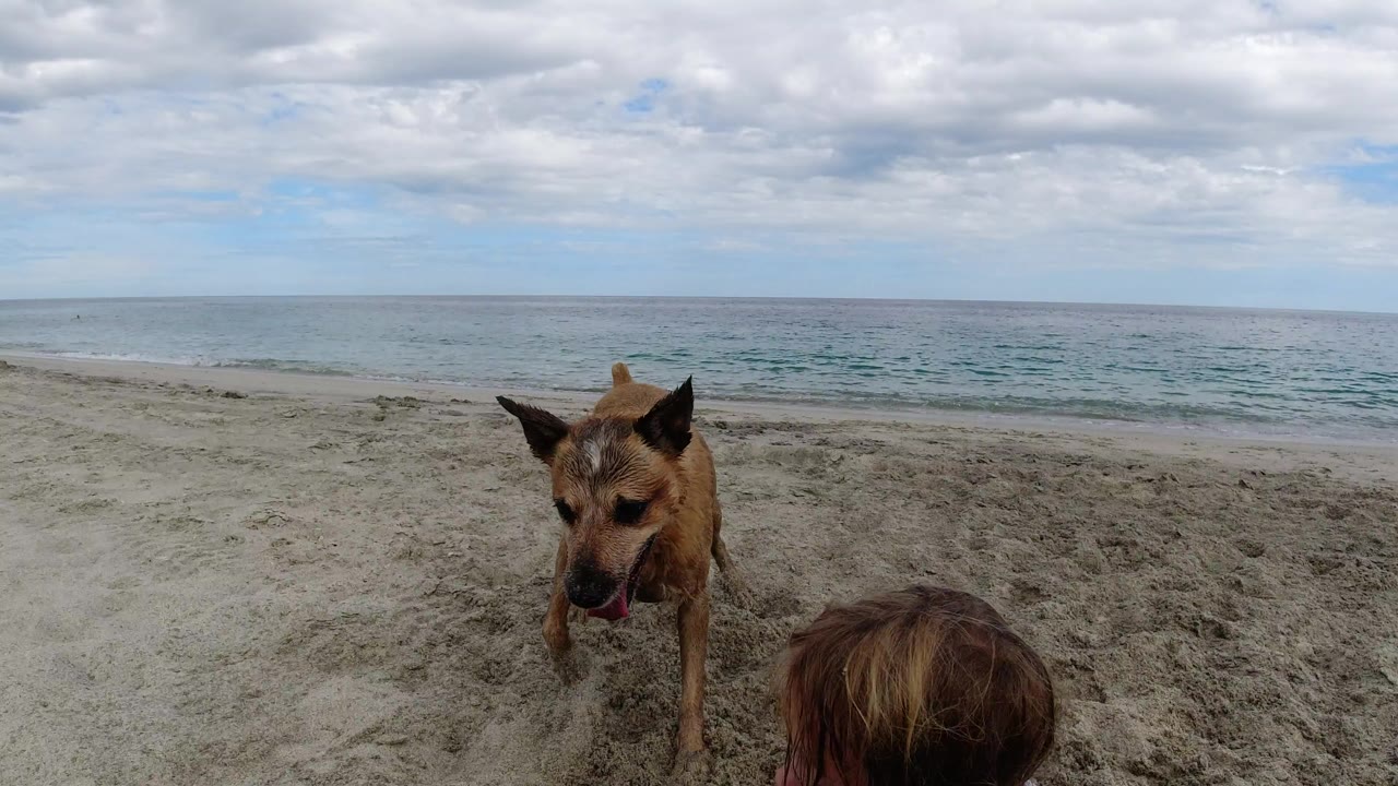 Tan dog facing camera on a sandy beach with a child's head at the bottom edge.
