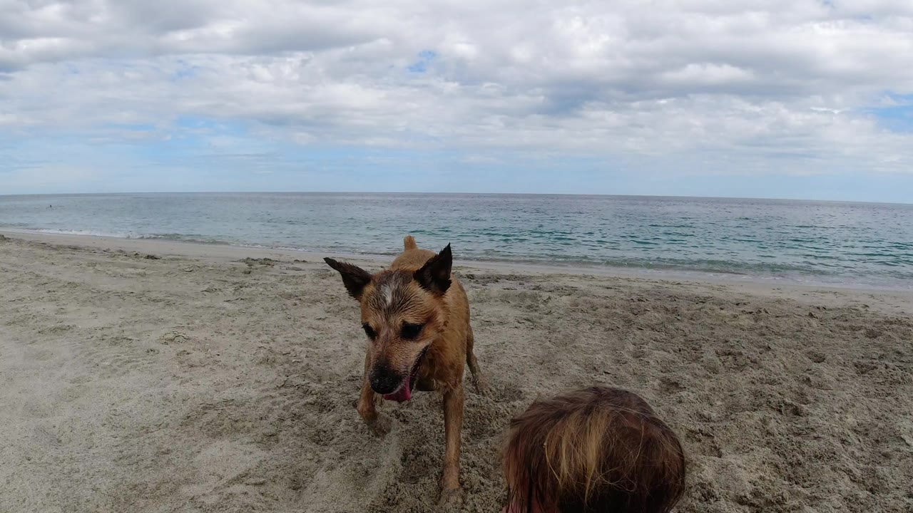 The dog remains in the sandy midground in Los Cabos, Mexico, while a child's head enters from the lower right and small waves line the background.