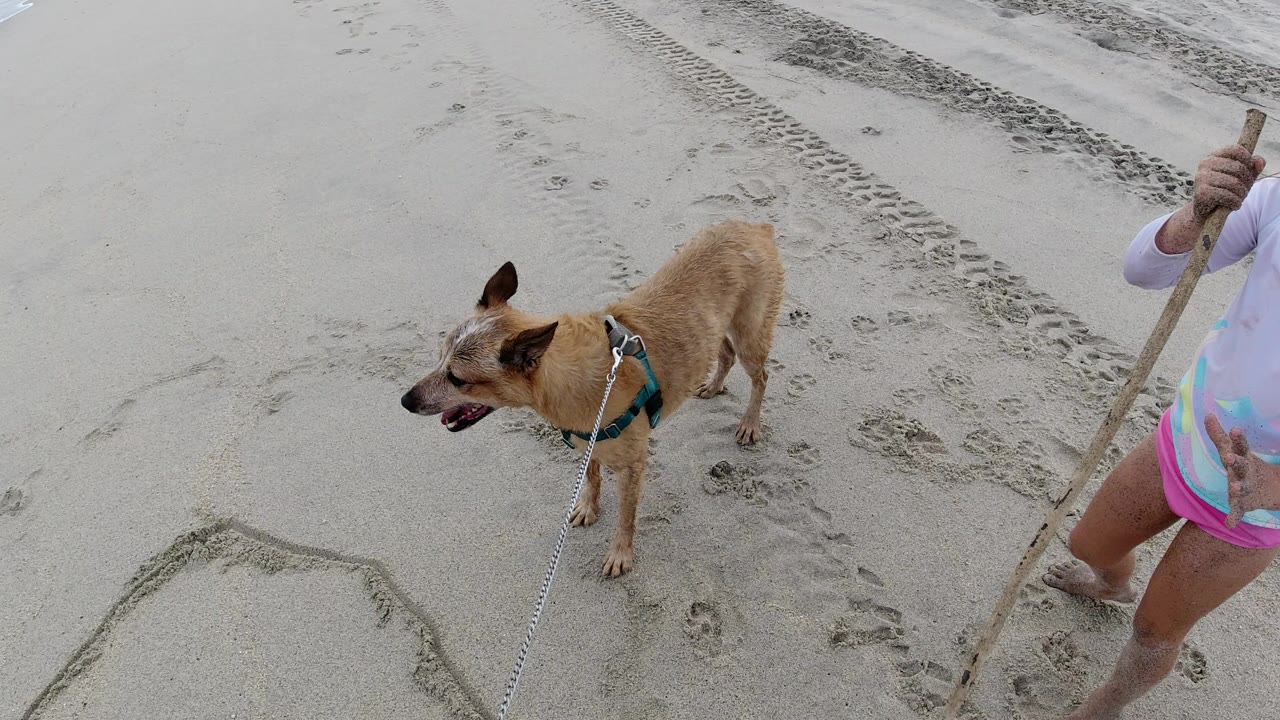 Tan dog on wet sand beside a partly visible child holding a stick.