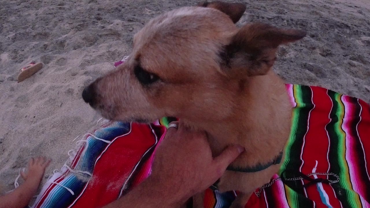 Small tan dog beside a striped blanket on sand.