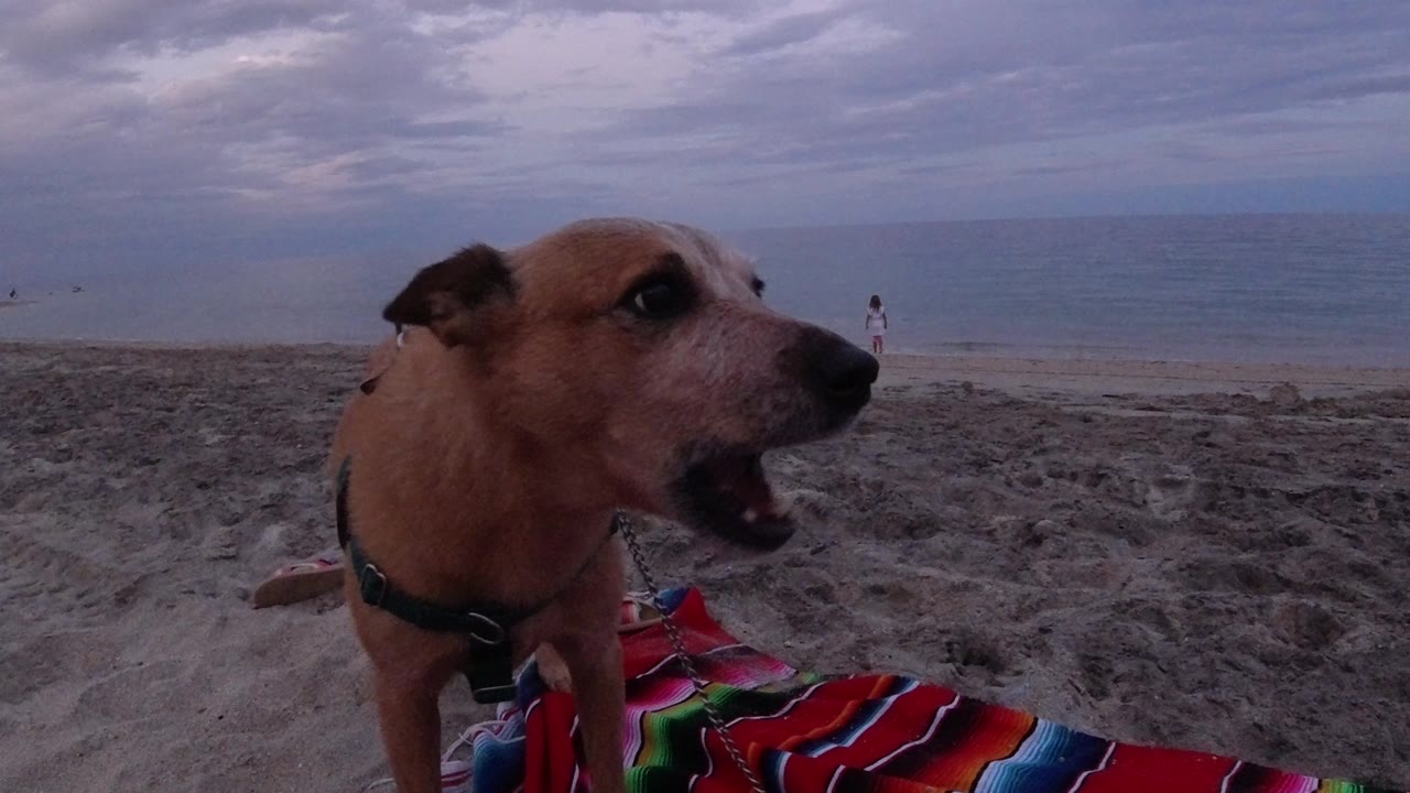 Tan dog in a dark harness fills the left foreground on a Los Cabos beach, with a striped blanket below, gray ocean beyond, and a distant beachgoer near the waterline.