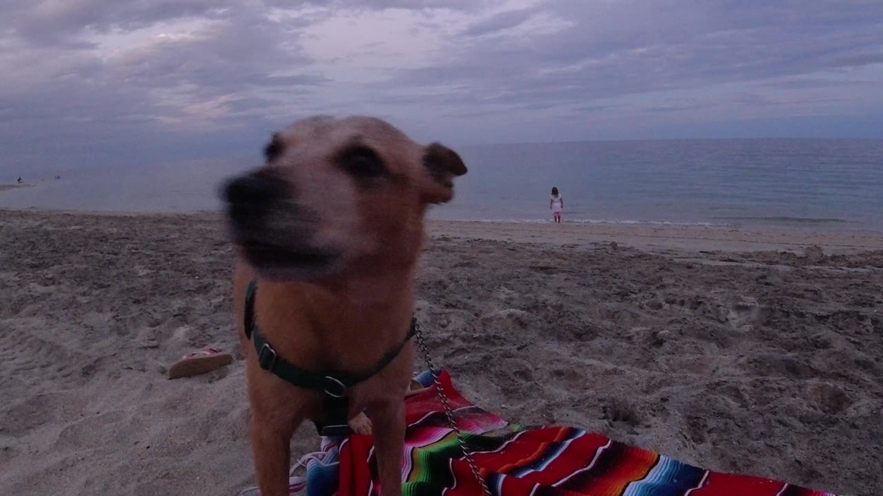 Dog turns toward the camera on a quiet beach.