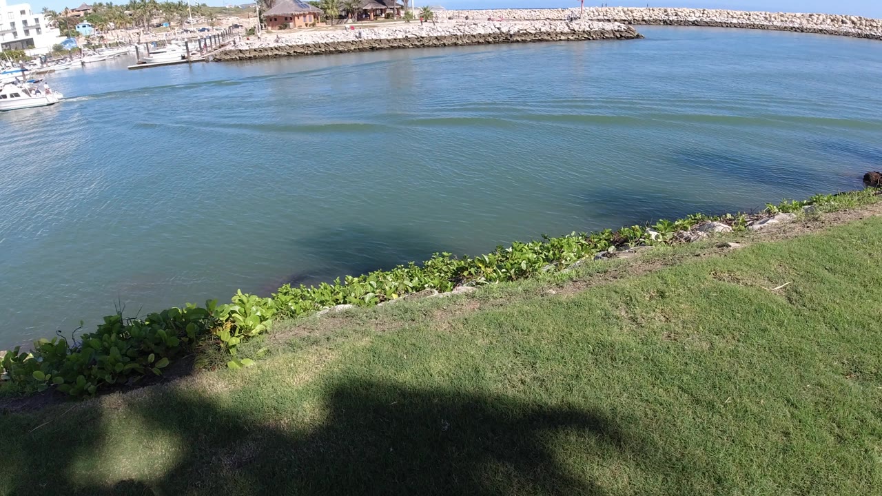 Blue-green water beside grass and shoreline plants with a distant breakwater.