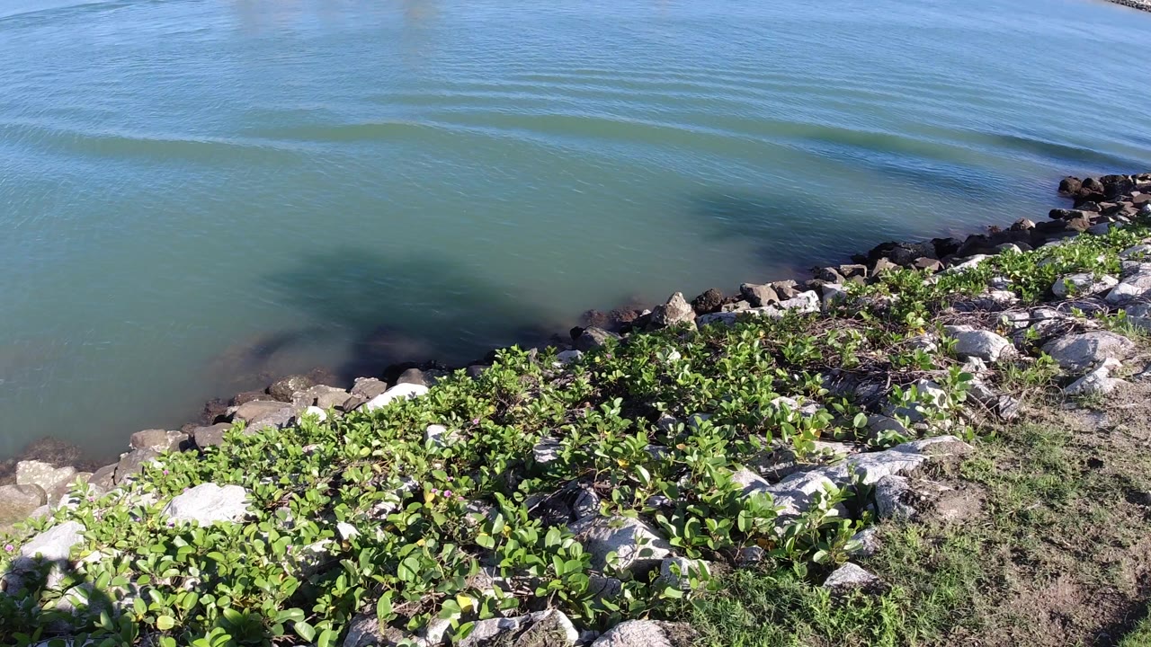 Opening Los Cabos frame showing blue-green canal water, ripples, shoreline rocks, low green plants, and no visible people.