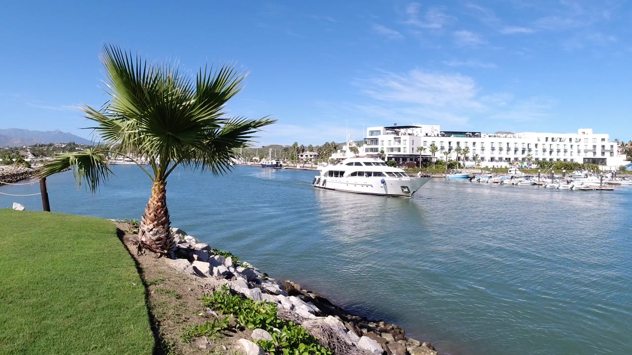 Palm tree beside marina water with a white yacht and waterfront buildings.
