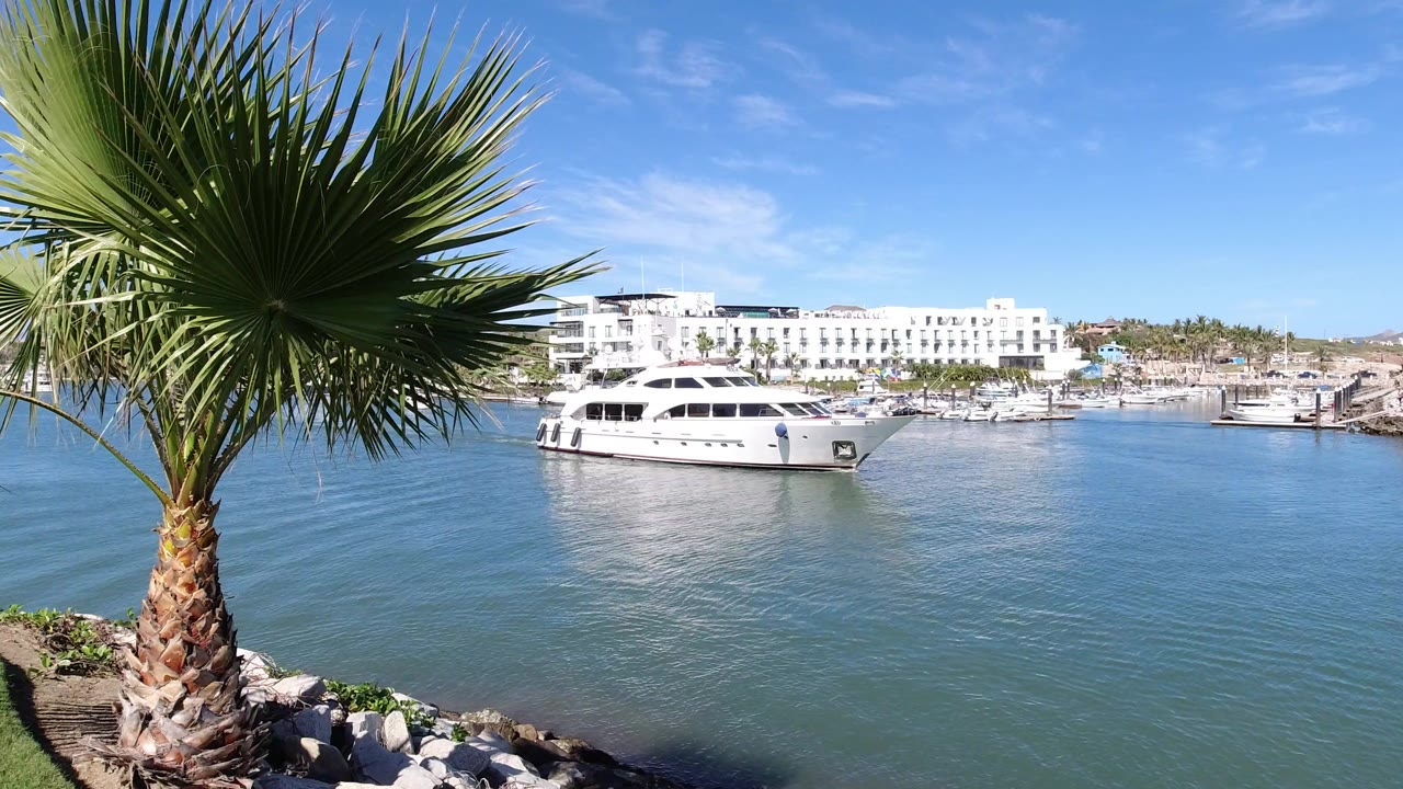 At 0:00 in Los Cabos, Mexico, a fan palm fills the left foreground beside blue-green water, with a white yacht and white waterfront buildings in the distance and no visible people.