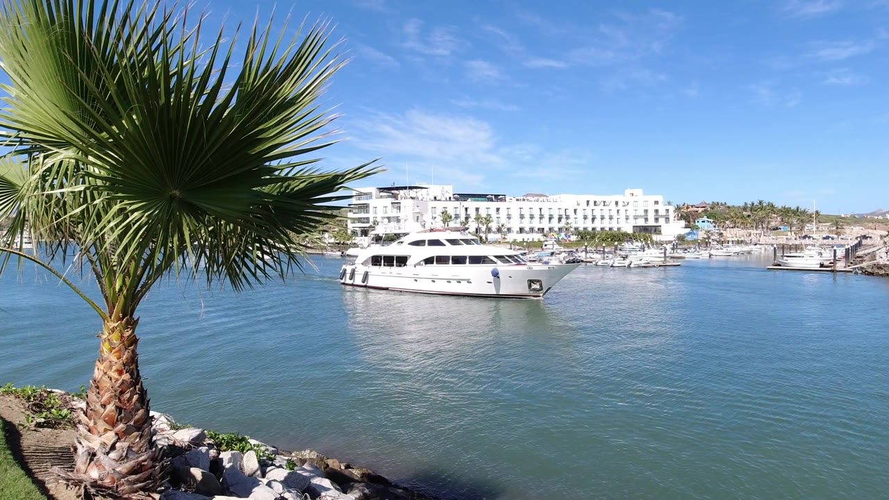 At 0:01 in Los Cabos, Mexico, the palm fronds cover the upper left of the frame while the yacht sits farther across the calm water near white marina buildings and no visible people.
