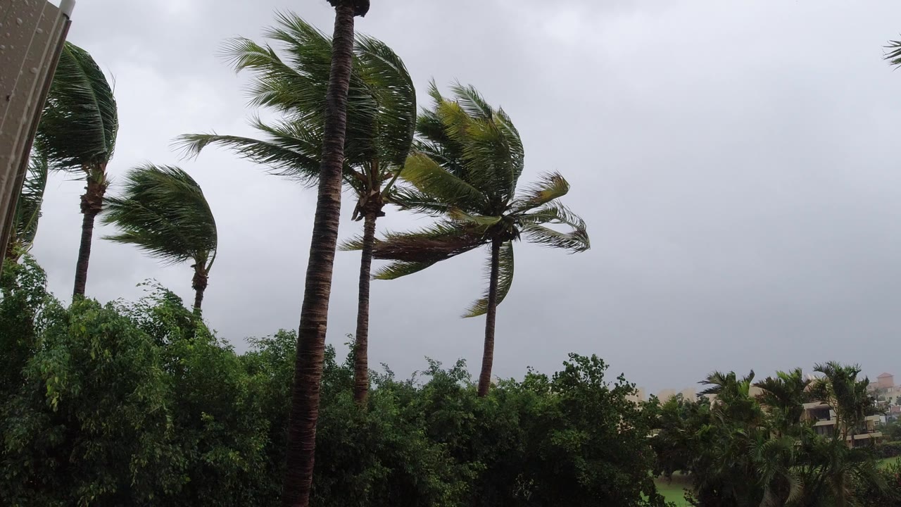 Palm trees bending in wind above green bushes under a gray sky.