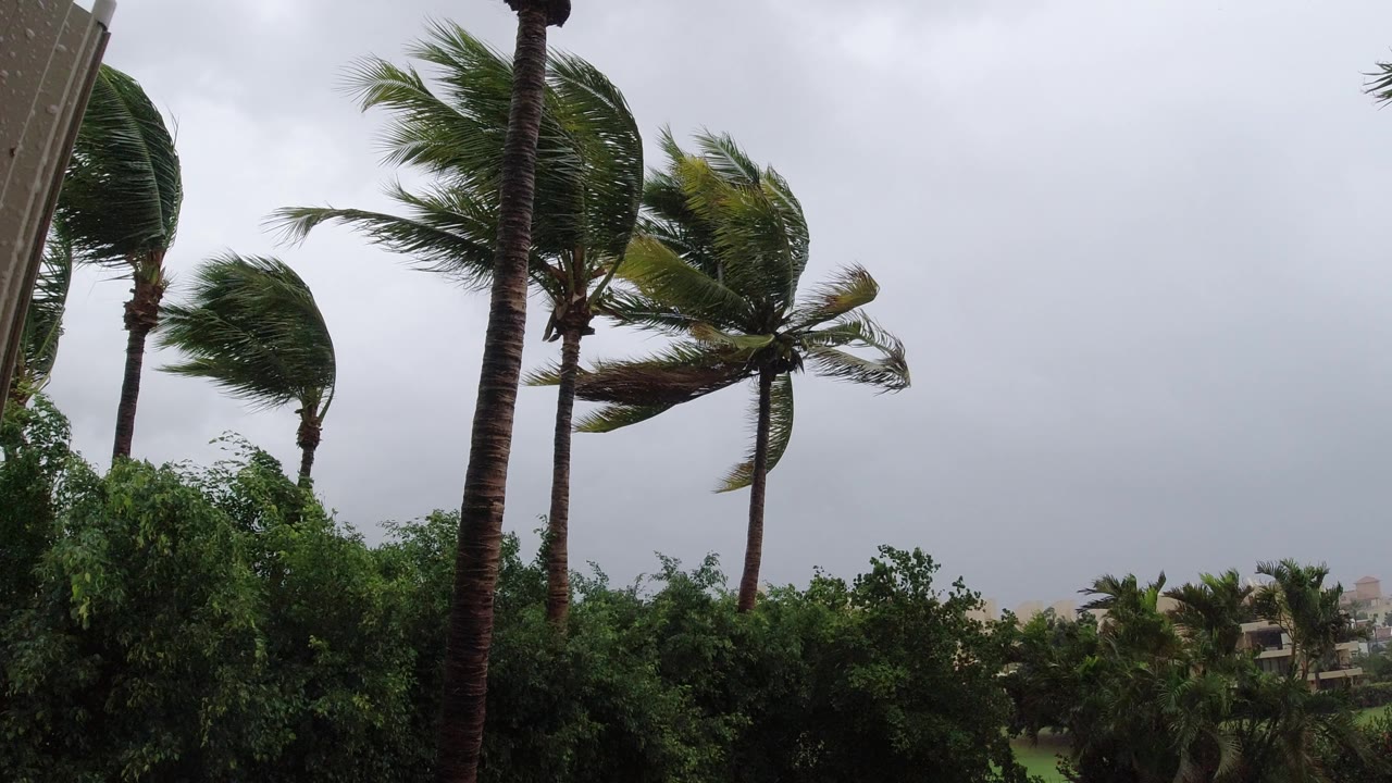 At 0:01, palm fronds are pushed sideways across the upper frame in Los Cabos, with thick shrubs below, distant low buildings, and no visible people.
