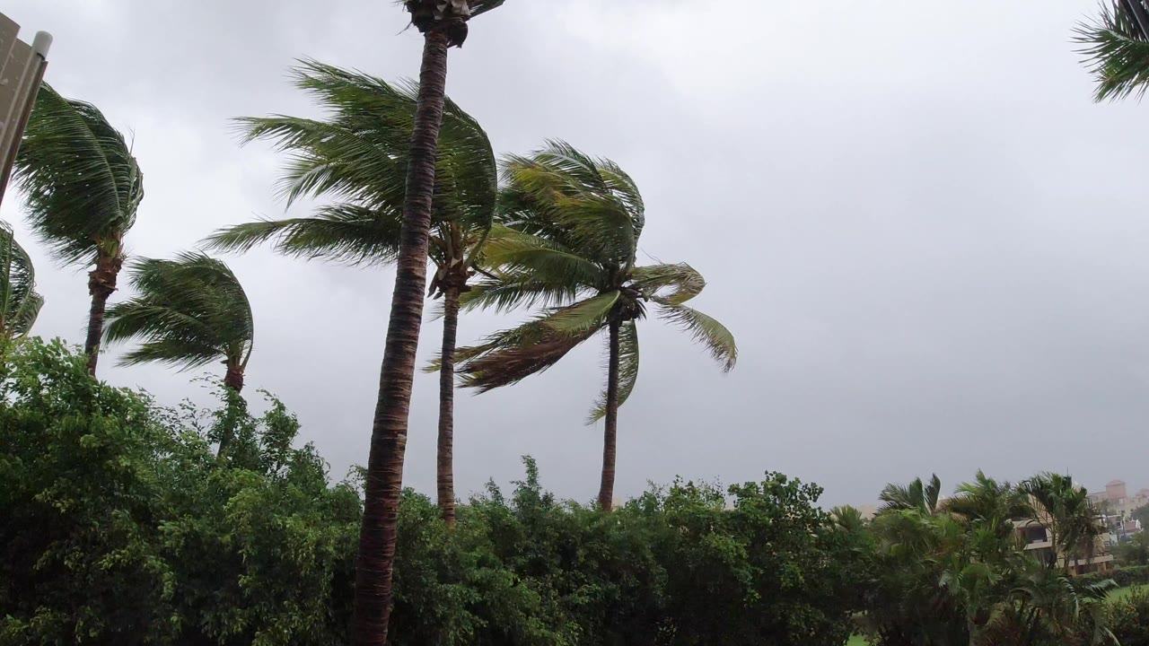 Windblown palm trees under a gray sky above dense foliage.