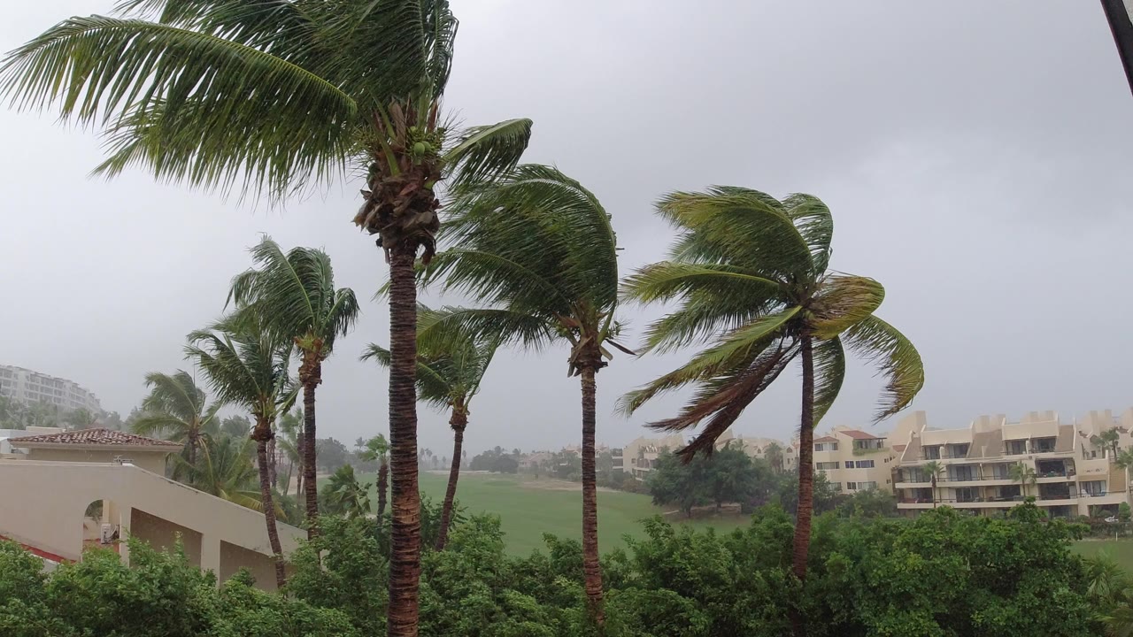 Palm trees bending in rain near low-rise buildings.