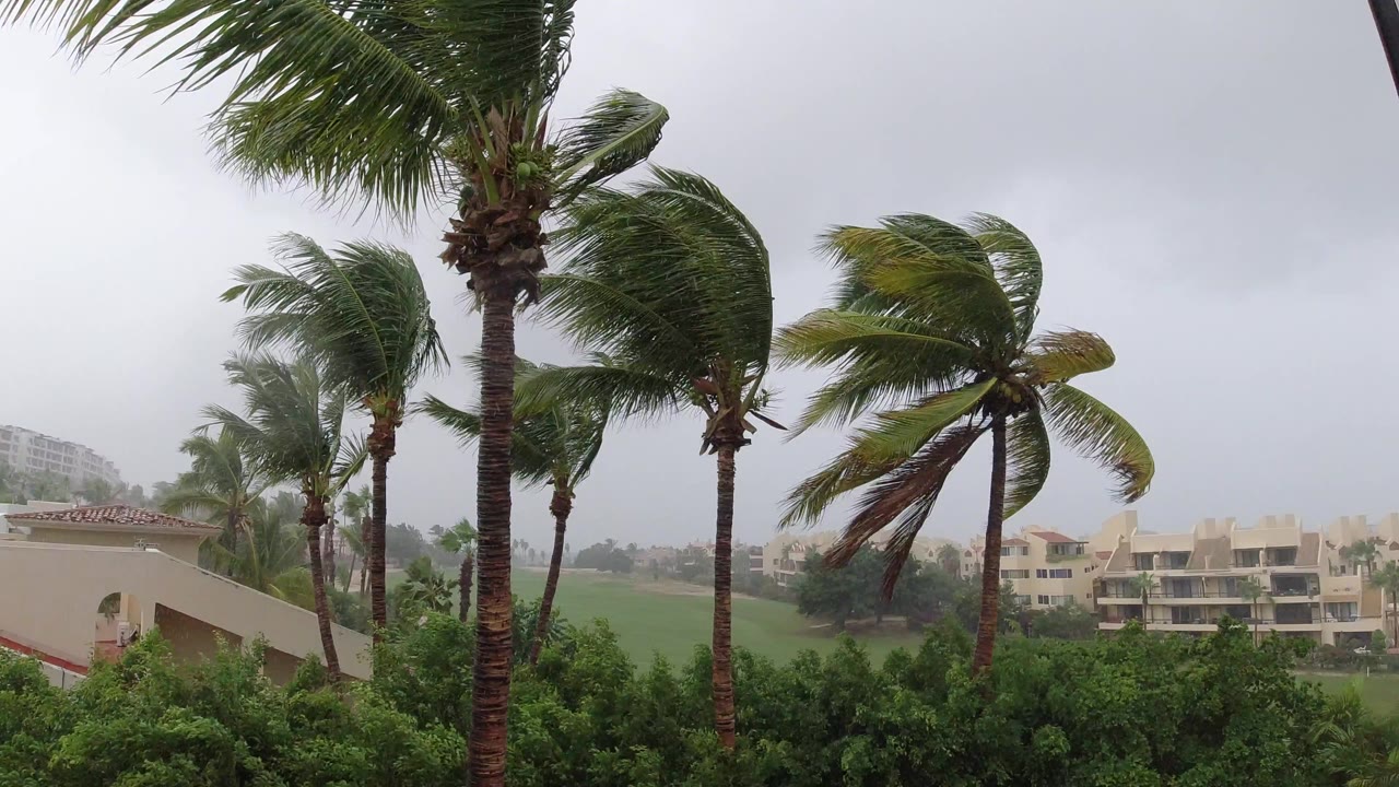 Opening frame of Los Cabos storm footage with tall palms leaning in wind, green foreground shrubs, distant beige buildings, gray rain clouds, and no visible people.
