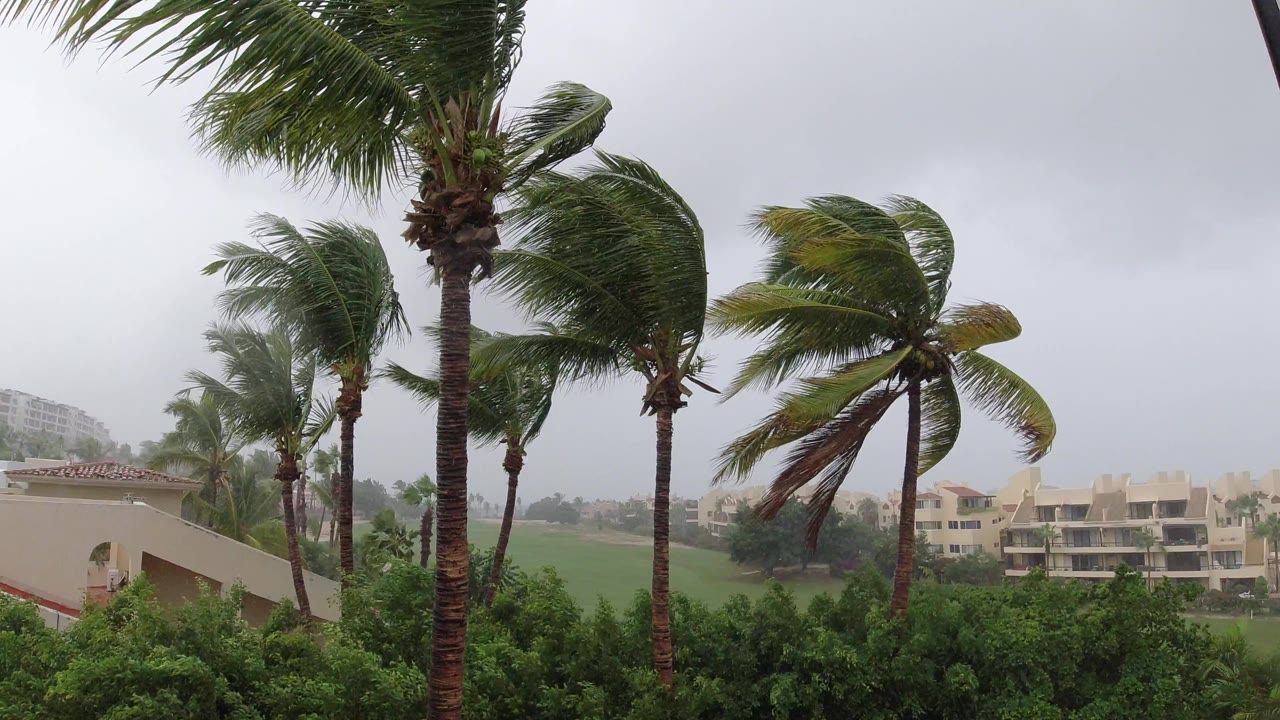 Los Cabos frame with palm fronds swept to the side, a wet green foreground, softened background buildings, overcast sky, and no visible people.