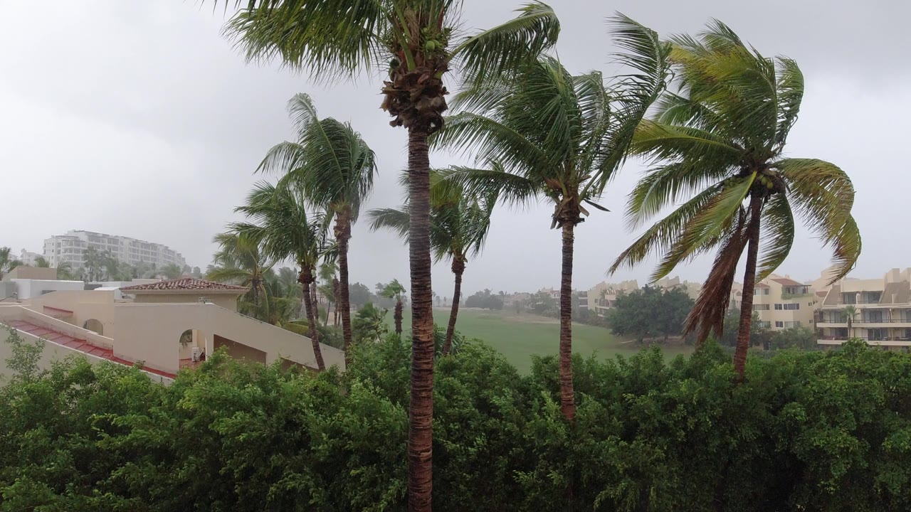 Windblown palm trees above shrubs and resort buildings under a gray sky.