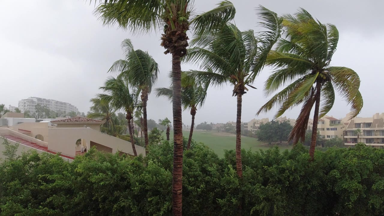 In Los Cabos, Mexico, the palms hold a similar elevated composition while fronds stream to the side above shrubs and low-rise buildings, with no visible people.