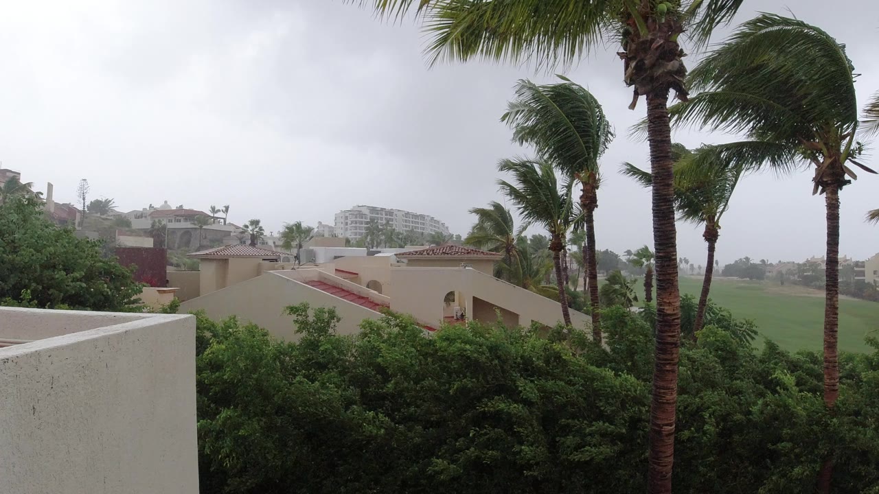 Wind-blown palm trees above shrubs and pale buildings under gray sky.
